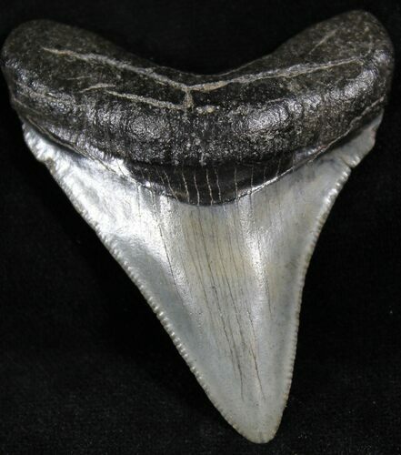 Juvenile Megalodon Tooth - South Carolina #27247